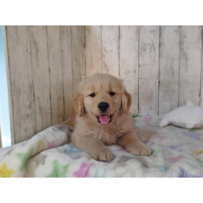 販売中の三重県のゴールデンレトリーバー-436292の4枚目