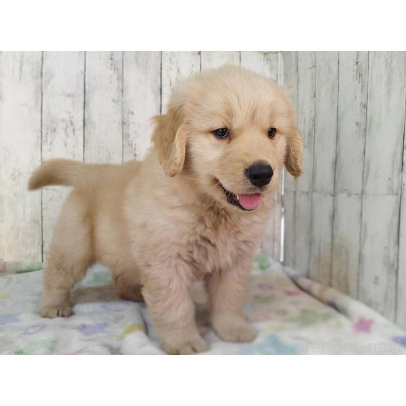 販売中の三重県のゴールデンレトリーバー-436292の3枚目