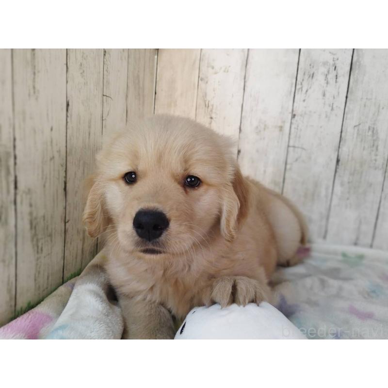 販売中の三重県のゴールデンレトリーバー-436292の2枚目