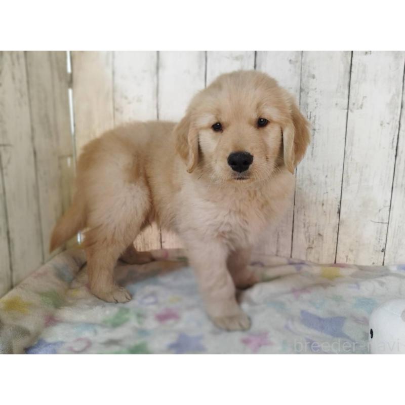 販売中の三重県のゴールデンレトリーバー-436294の5枚目