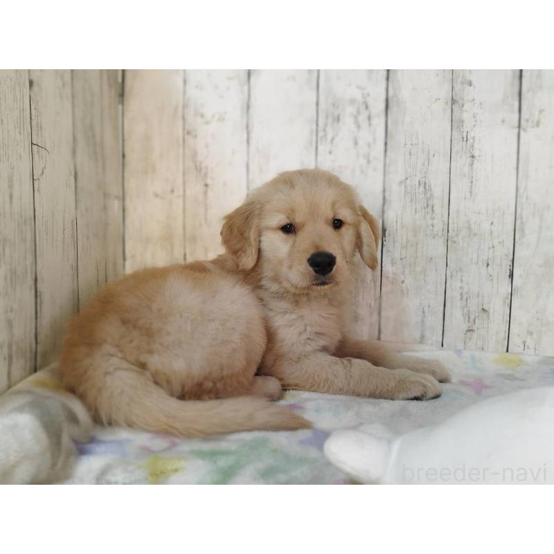 販売中の三重県のゴールデンレトリーバー-436294の4枚目