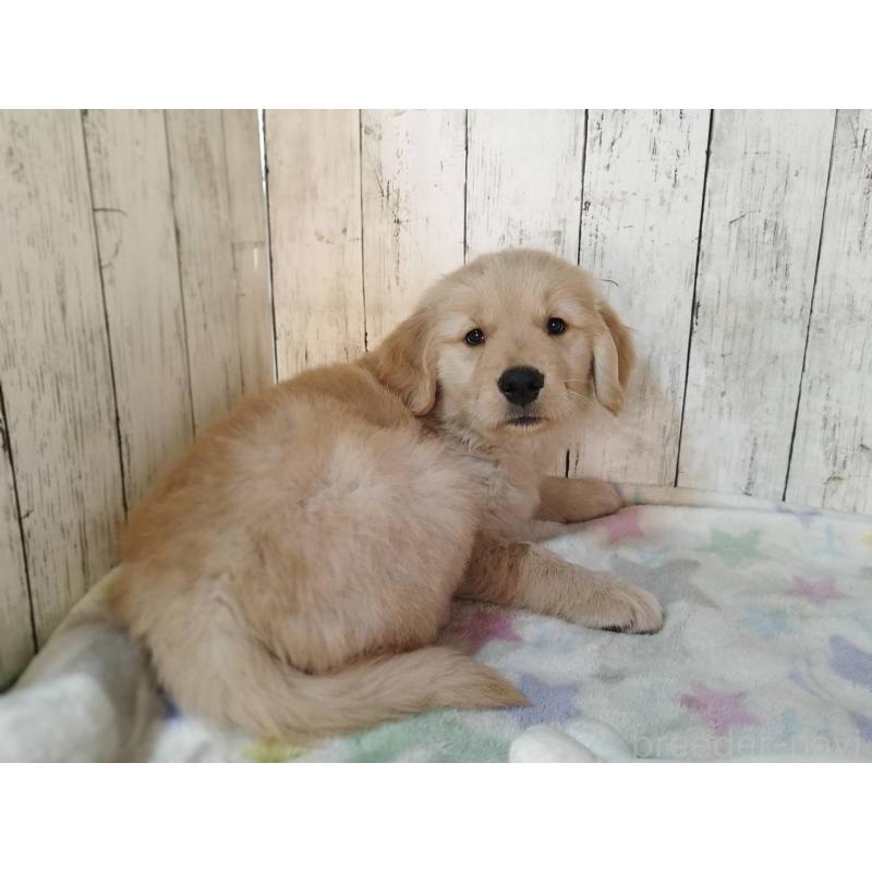 販売中の三重県のゴールデンレトリーバー-436294の3枚目