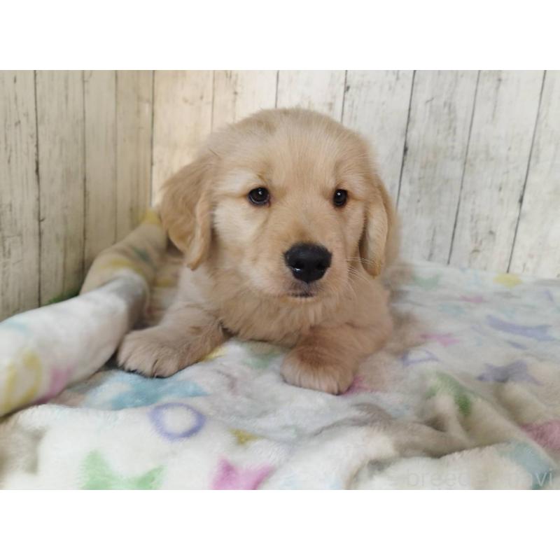 販売中の三重県のゴールデンレトリーバー-436294の2枚目