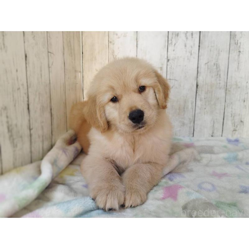 販売中の三重県のゴールデンレトリーバー-436295の5枚目