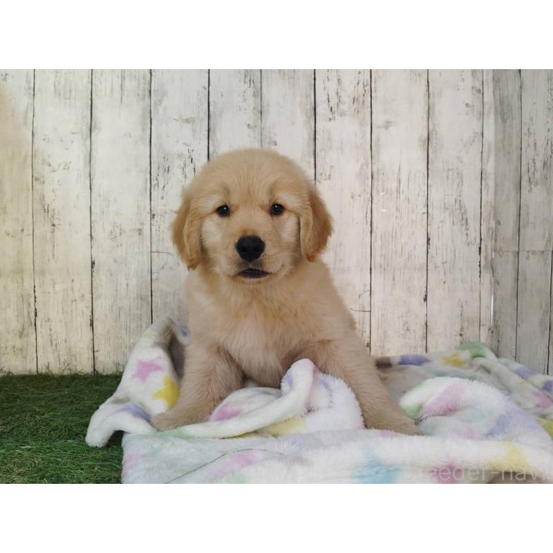 販売中の三重県のゴールデンレトリーバー-436295の4枚目