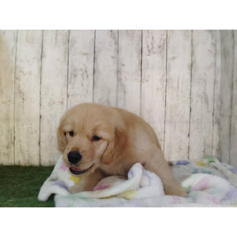 販売中の三重県のゴールデンレトリーバー-436295の3枚目