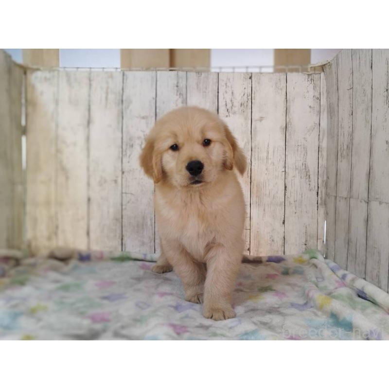 販売中の三重県のゴールデンレトリーバー-436295の2枚目