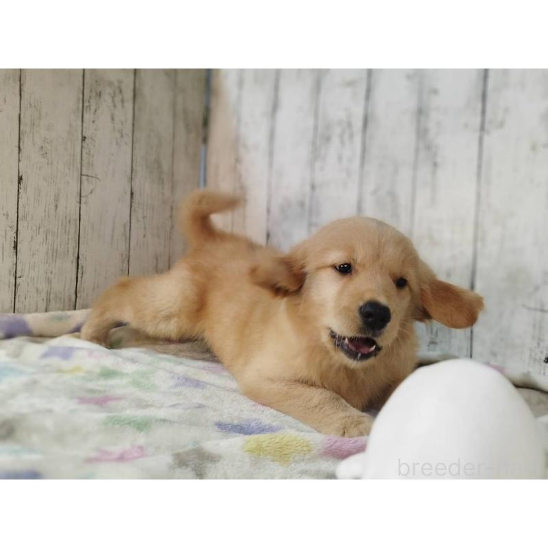 販売中の三重県のゴールデンレトリーバー-436296の5枚目