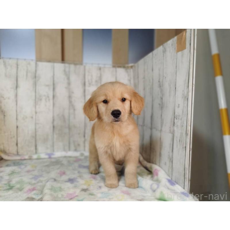 販売中の三重県のゴールデンレトリーバー-436296の4枚目