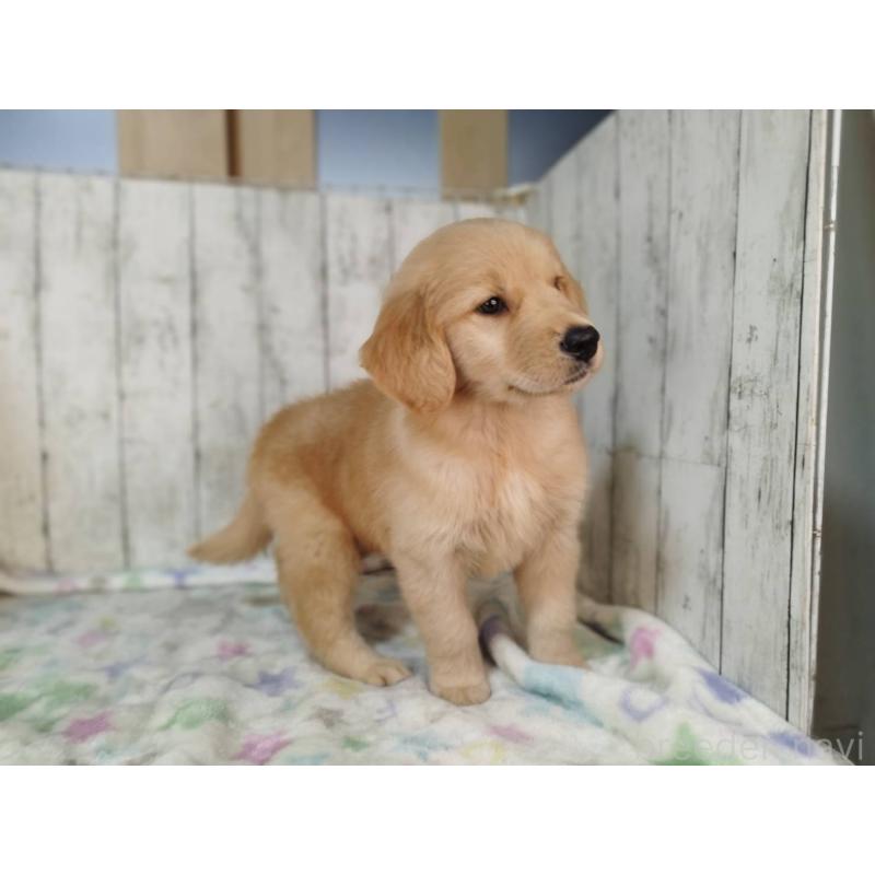 販売中の三重県のゴールデンレトリーバー-436296の3枚目