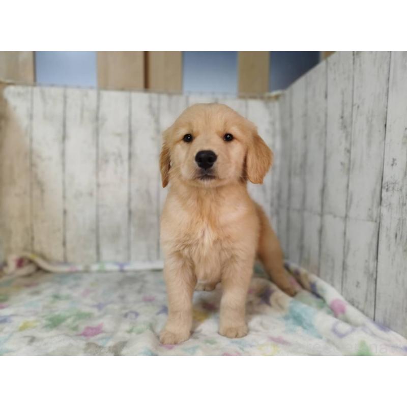 販売中の三重県のゴールデンレトリーバー-436296の2枚目