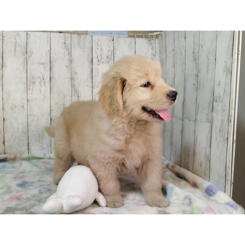 販売中の三重県のゴールデンレトリーバー-436297の5枚目