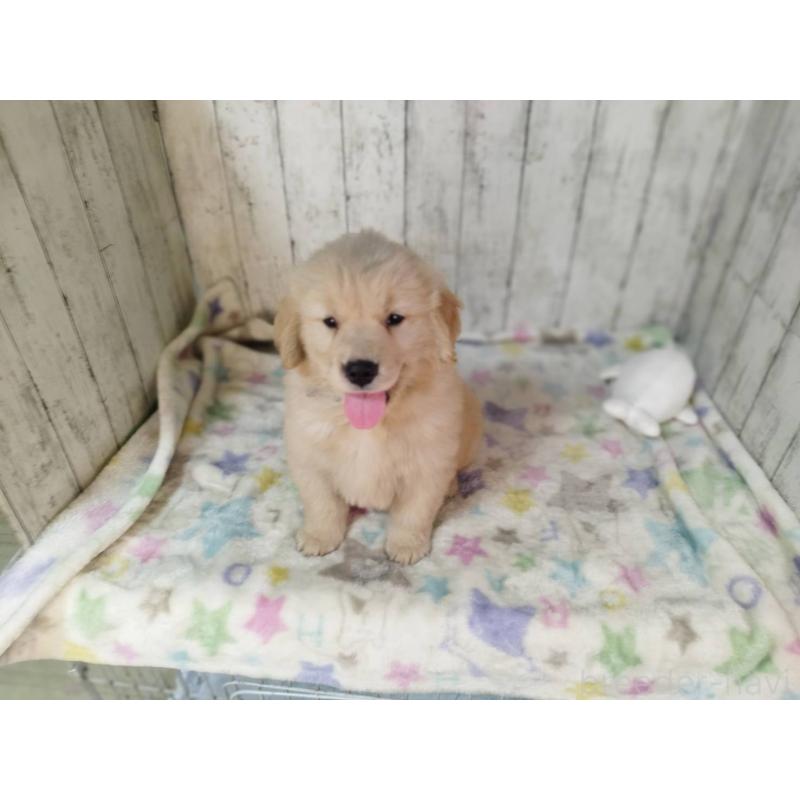 販売中の三重県のゴールデンレトリーバー-436297の4枚目