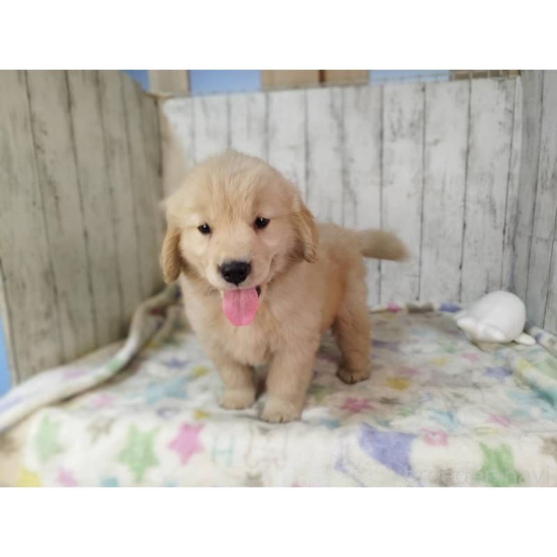 販売中の三重県のゴールデンレトリーバー-436297の3枚目