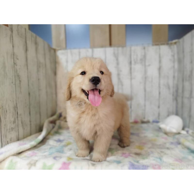 販売中の三重県のゴールデンレトリーバー-436297の2枚目