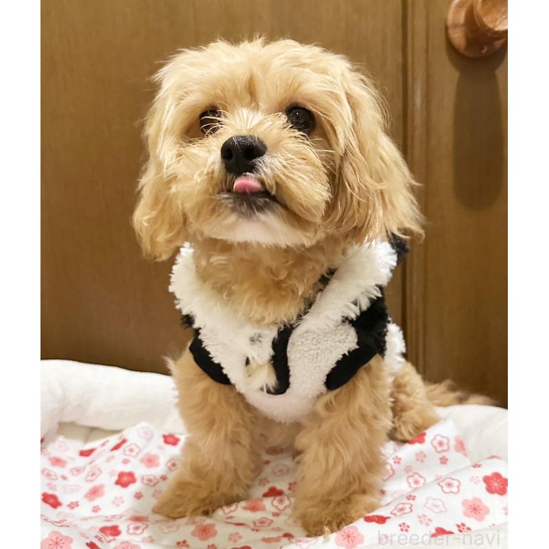 販売中の埼玉県のミックス犬-415464の2枚目