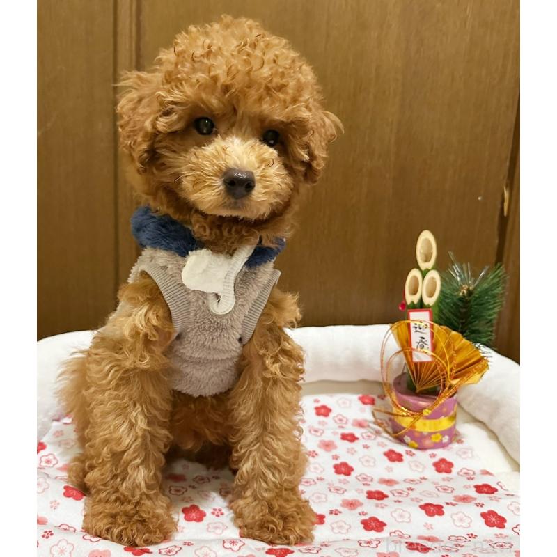 販売中の埼玉県のトイプードル-436304の4枚目