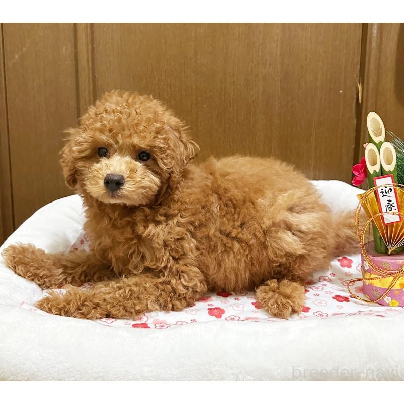 販売中の埼玉県のトイプードル-436304の3枚目