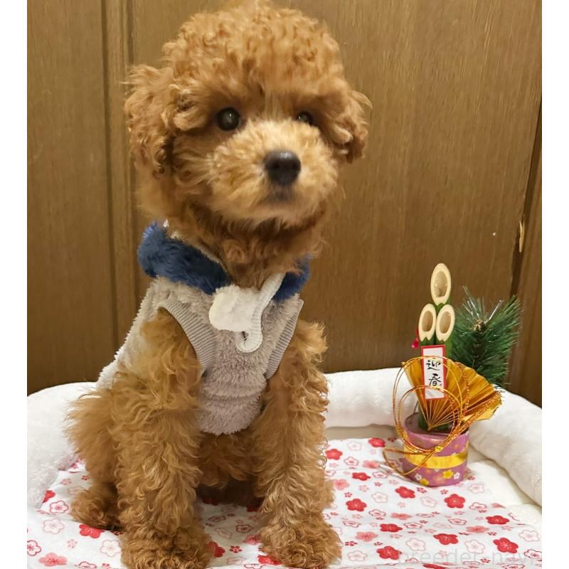 販売中の埼玉県のトイプードル-436304の2枚目