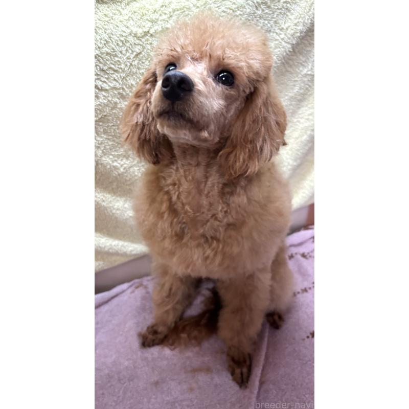 販売中の神奈川県のトイプードル-390479の2枚目