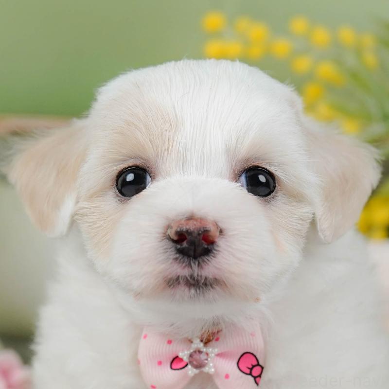 販売中の神奈川県のミックス犬-436309の1枚目