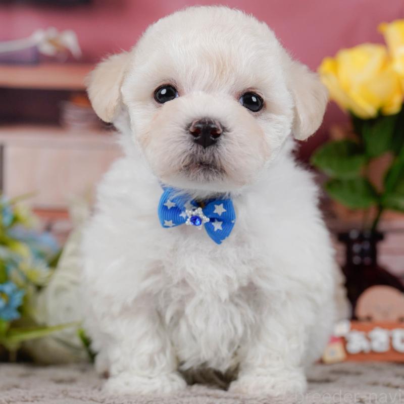 販売中の神奈川県のミックス犬-436310の1枚目