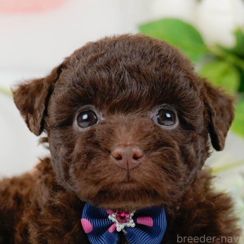 販売中の神奈川県のトイプードル-436312の1枚目