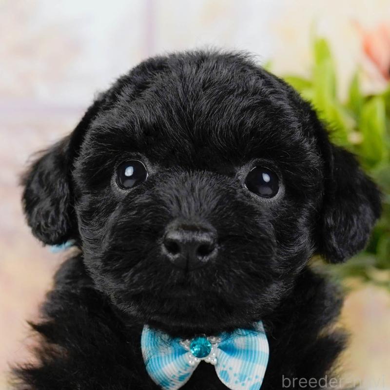 販売中の神奈川県のトイプードル-436314