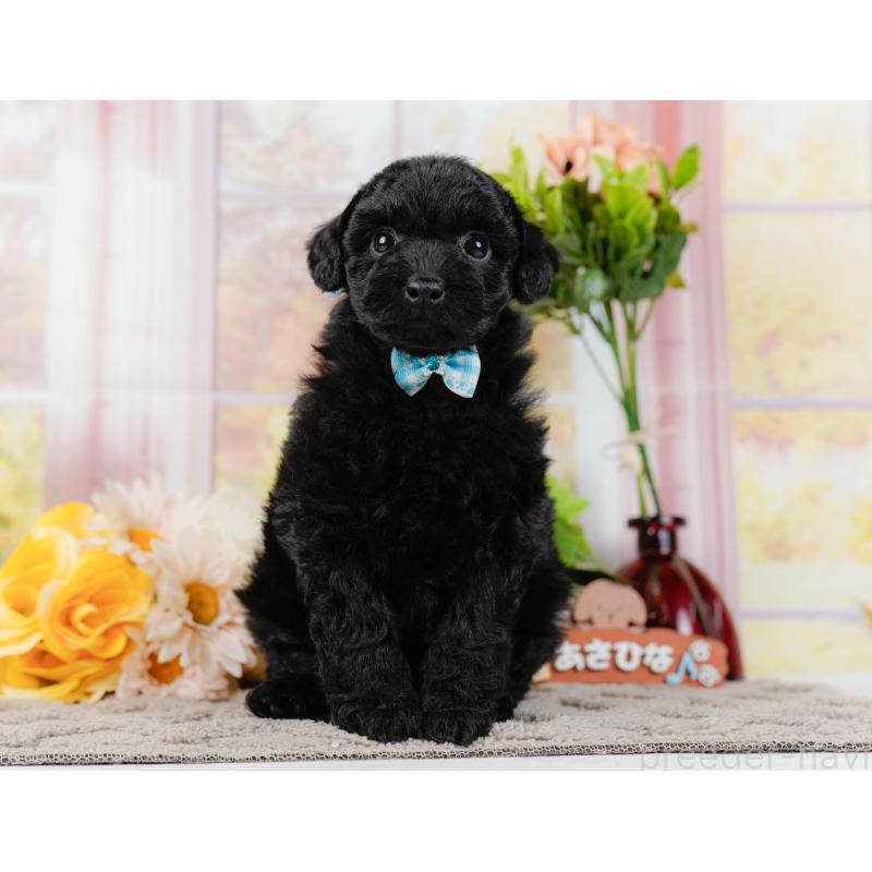 販売中の神奈川県のトイプードル-436314の11枚目