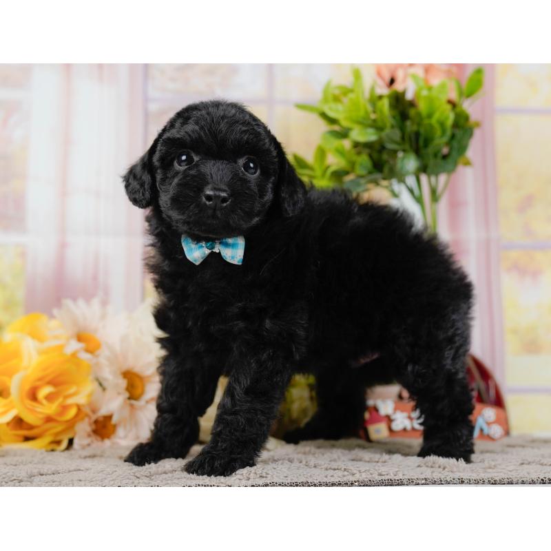 販売中の神奈川県のトイプードル-436314の9枚目