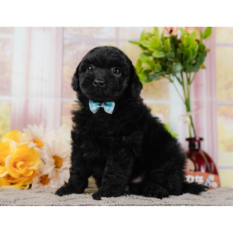 販売中の神奈川県のトイプードル-436314の8枚目