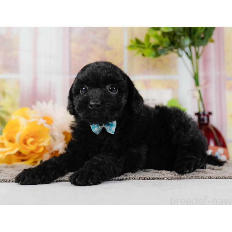 販売中の神奈川県のトイプードル-436314の7枚目