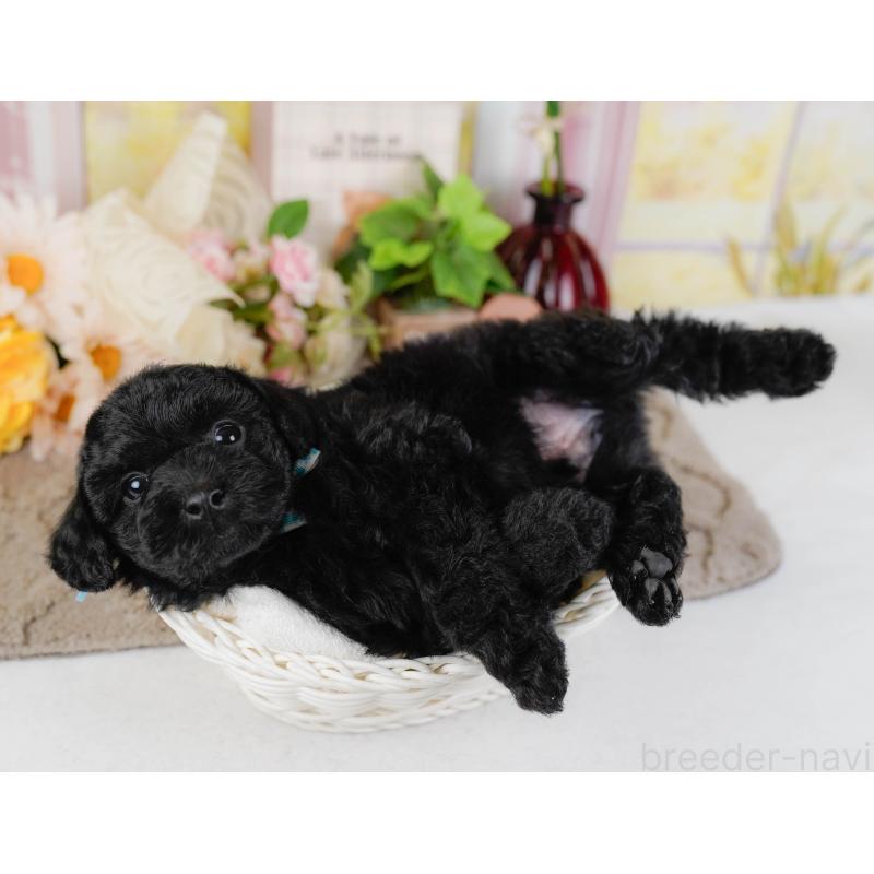 販売中の神奈川県のトイプードル-436314の6枚目