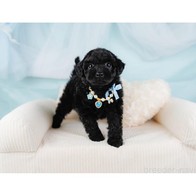 販売中の神奈川県のトイプードル-436314の4枚目