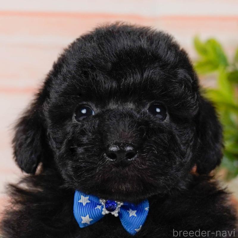 販売中の神奈川県のトイプードル-436315