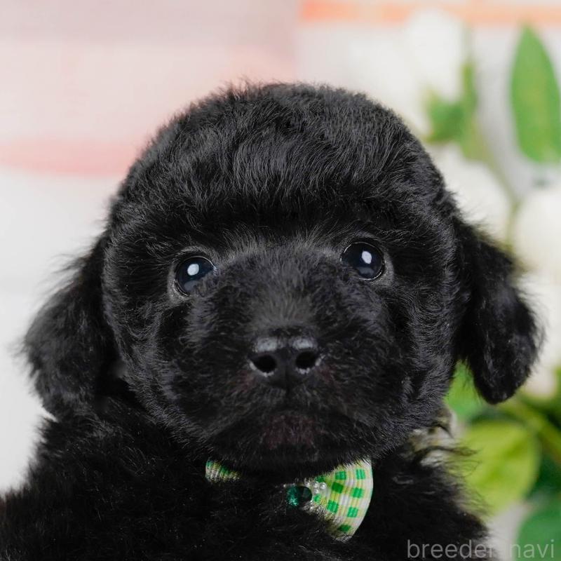 販売中の神奈川県のトイプードル-436317