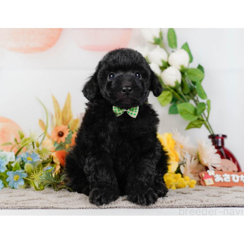 販売中の神奈川県のトイプードル-436317の15枚目