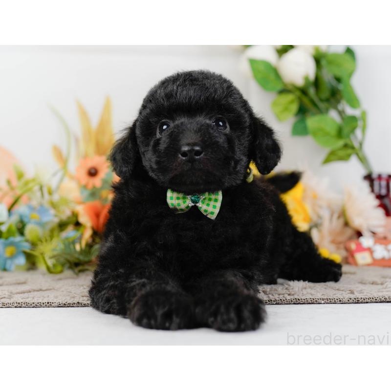 販売中の神奈川県のトイプードル-436317の14枚目