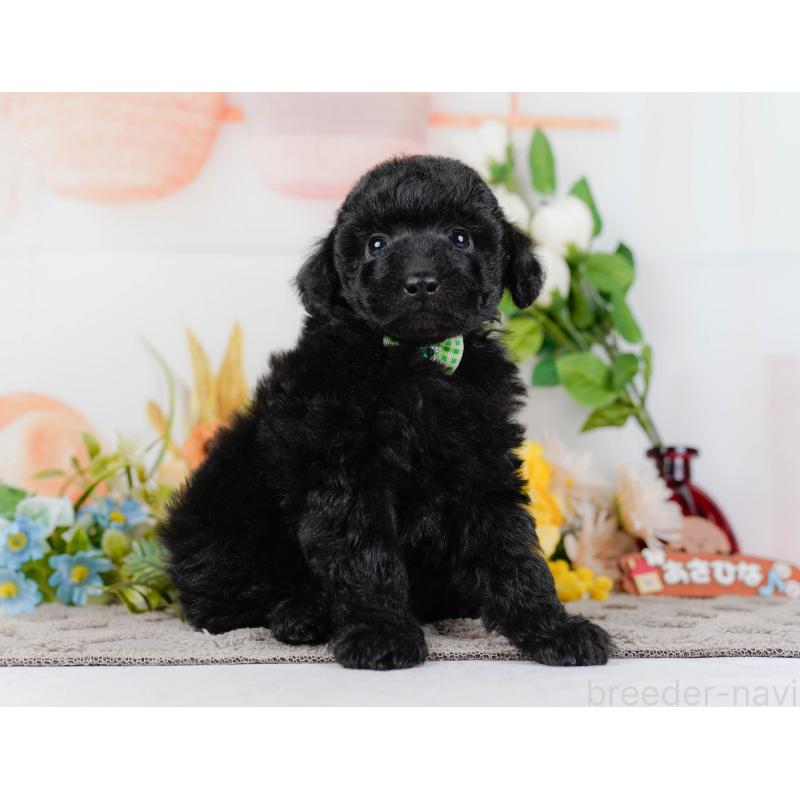 販売中の神奈川県のトイプードル-436317の13枚目