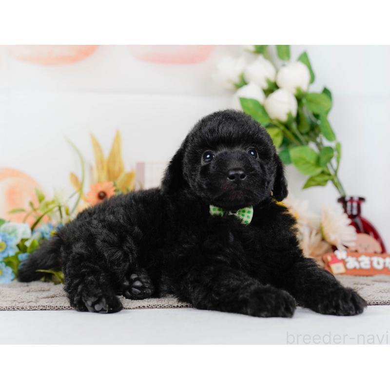 販売中の神奈川県のトイプードル-436317の12枚目