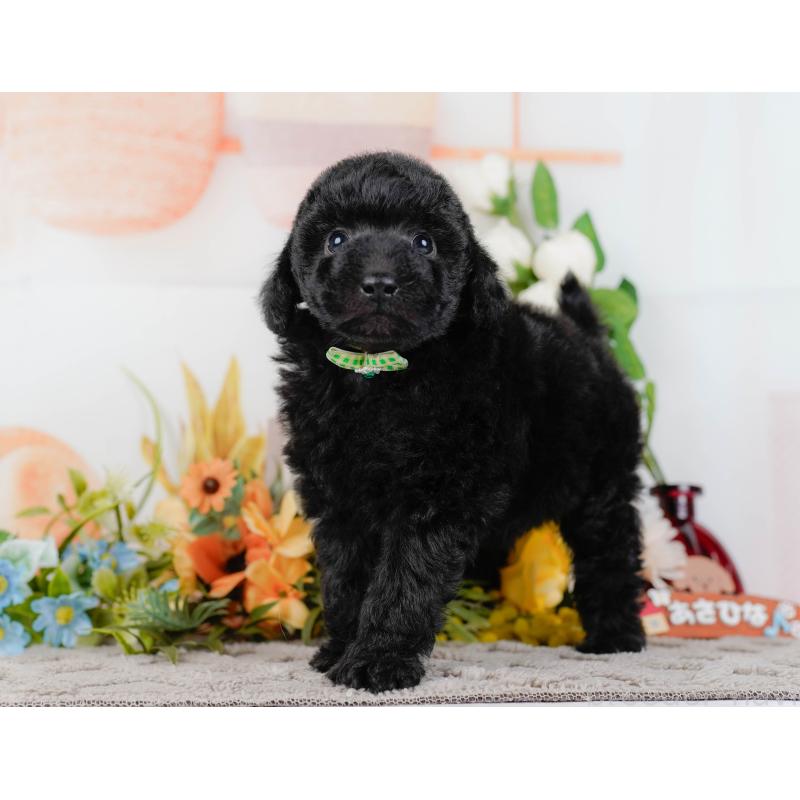 販売中の神奈川県のトイプードル-436317の11枚目