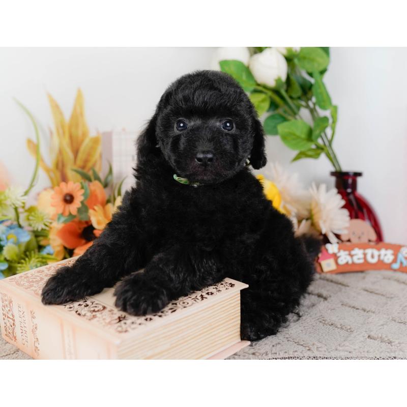 販売中の神奈川県のトイプードル-436317の9枚目