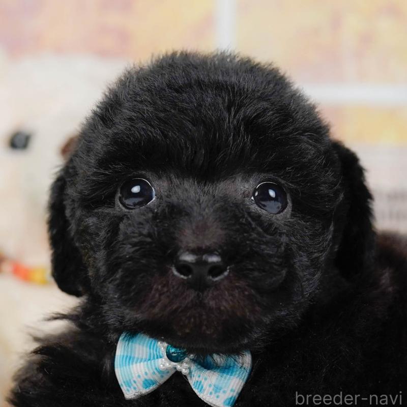 販売中の神奈川県のトイプードル-436318