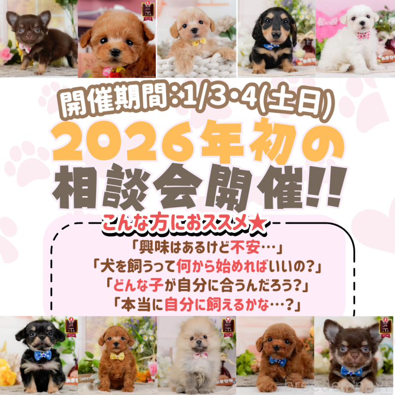 販売中の神奈川県のポメチワ:ポメラニアン×チワワ-436319の7枚目