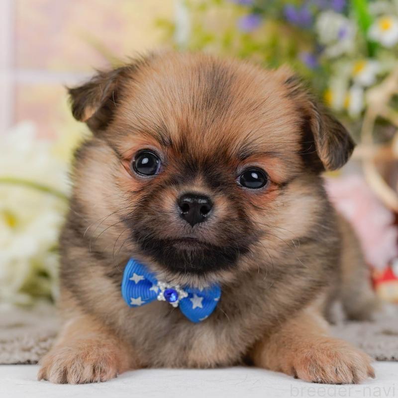 販売中の神奈川県のポメチワ:ポメラニアン×チワワ-436320