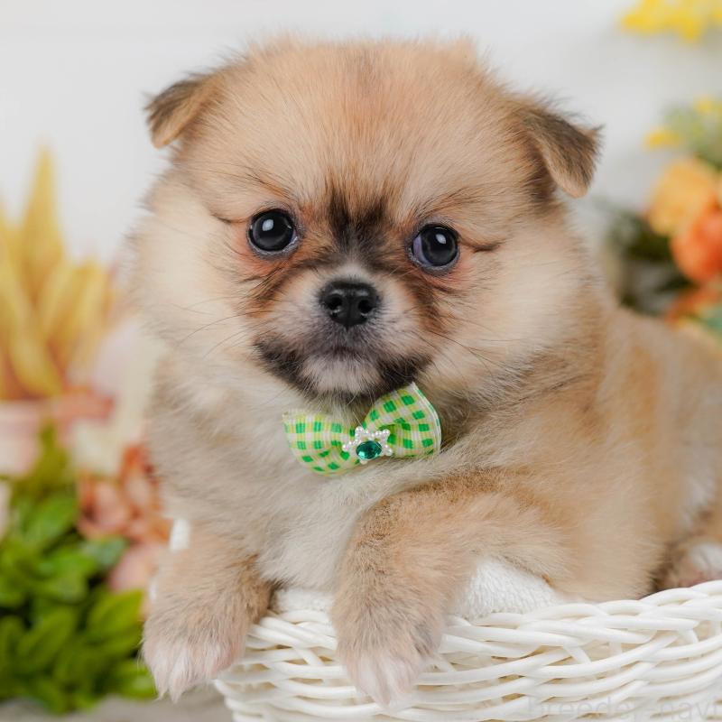 販売中の神奈川県のポメチワ:ポメラニアン×チワワ-436323