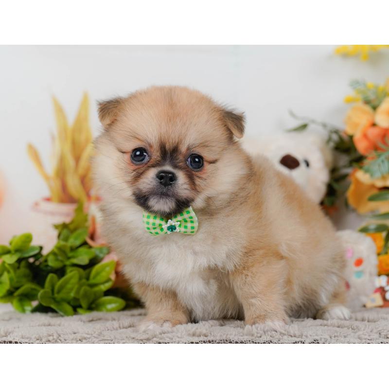 販売中の神奈川県のポメチワ:ポメラニアン×チワワ-436323の15枚目