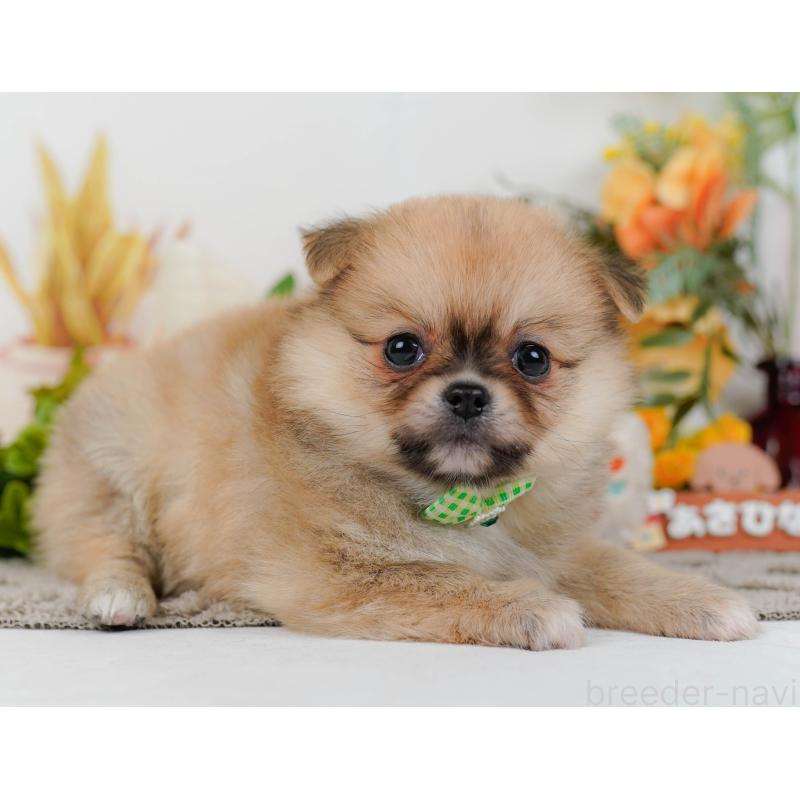 販売中の神奈川県のポメチワ:ポメラニアン×チワワ-436323の14枚目
