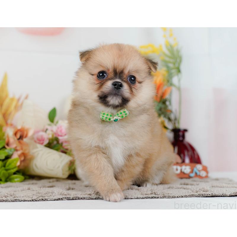 販売中の神奈川県のポメチワ:ポメラニアン×チワワ-436323の13枚目
