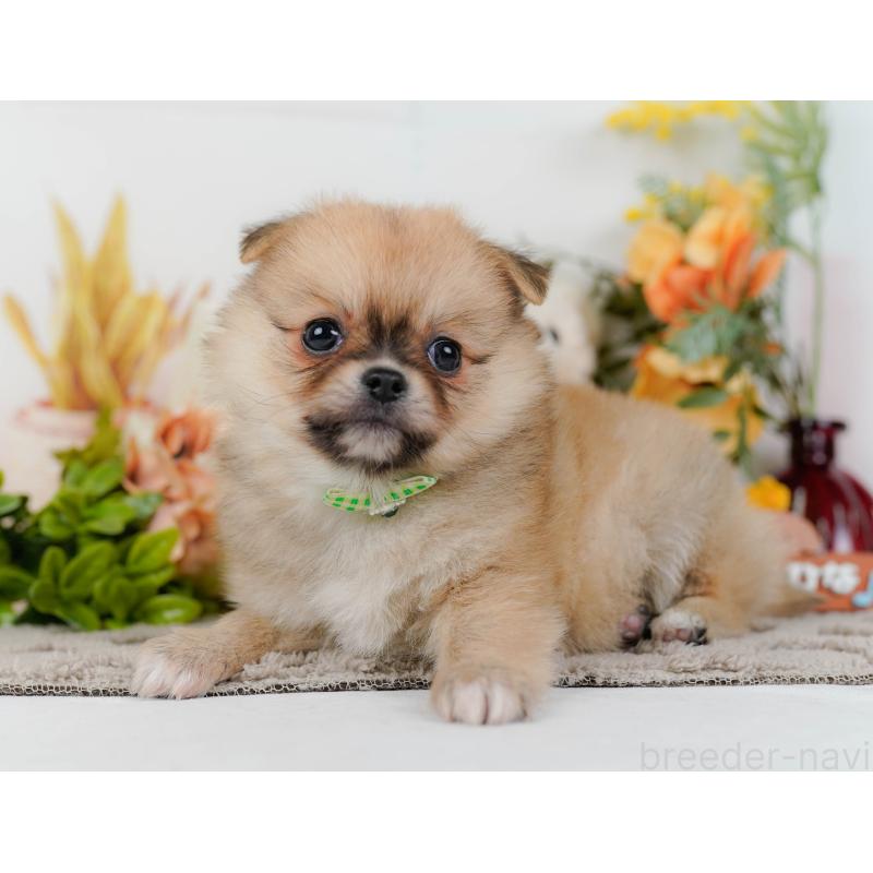 販売中の神奈川県のポメチワ:ポメラニアン×チワワ-436323の11枚目